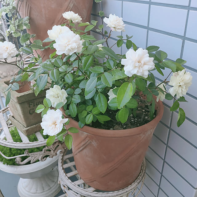 m_chinさんの実例写真