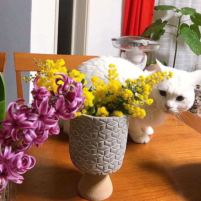 nyanko-beamさんの実例写真