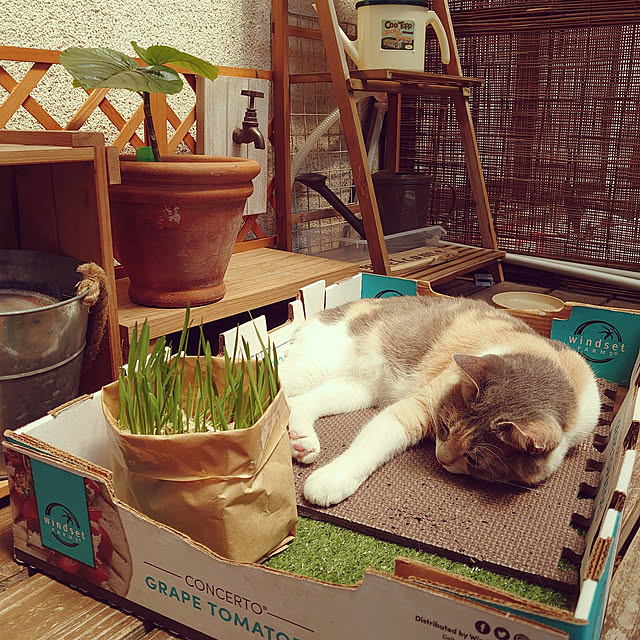 fukuさんの実例写真