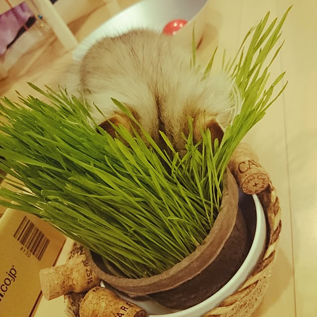 hanaさんの実例写真