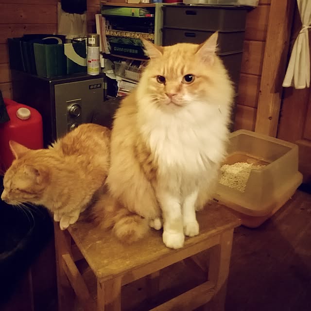 Maki-nekomamireさんの実例写真