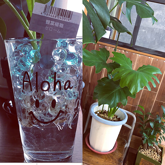 dddhhhさんの実例写真