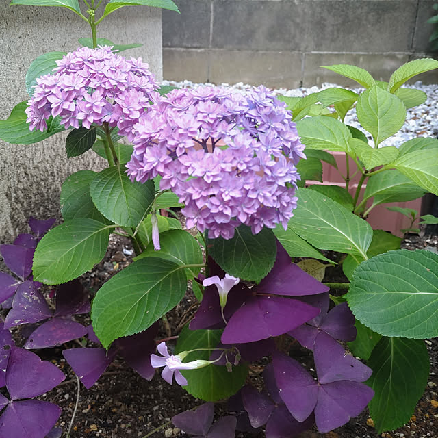 Maroさんの実例写真