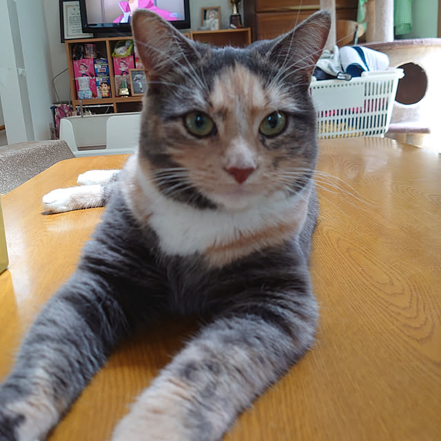 shinobuさんの実例写真