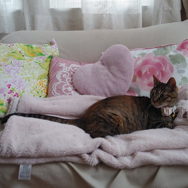 lovecats02さんの実例写真