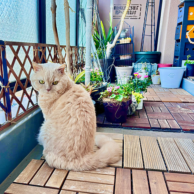 naokoさんの部屋