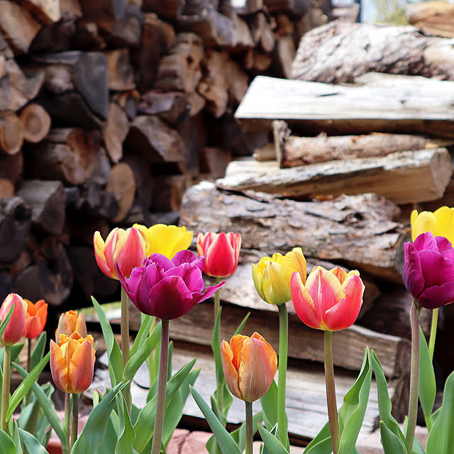 karuizawa.villa.rentさんの実例写真