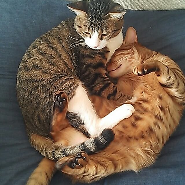 Rabbitさんの実例写真