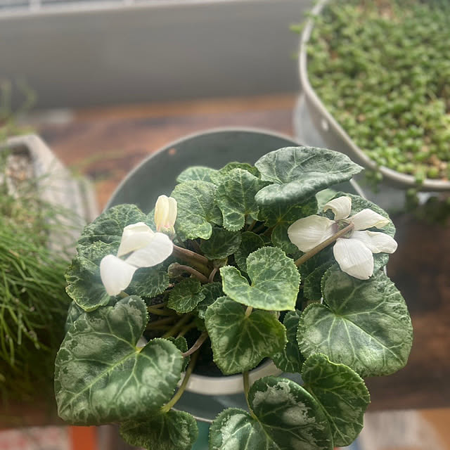 shin-chaa-mamaさんの部屋