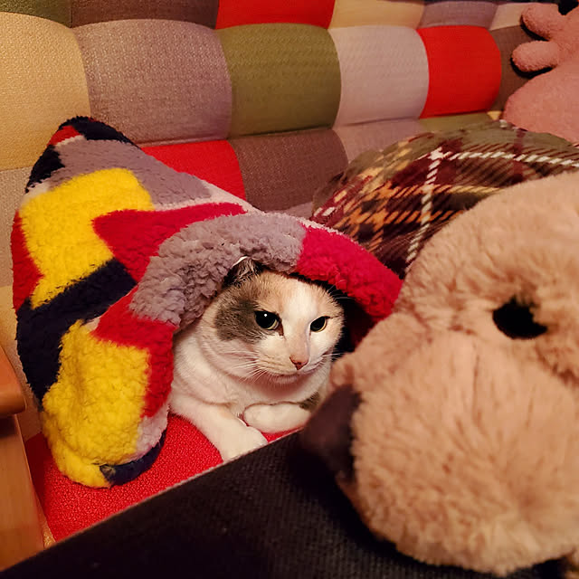 kumutanさんの実例写真