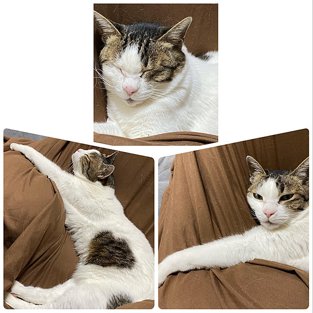 melmelさんの実例写真