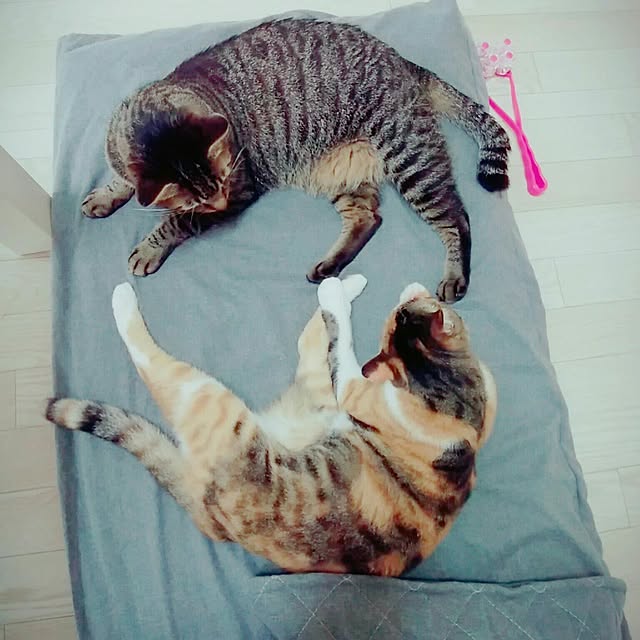 taleo07さんの実例写真