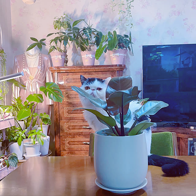 Nylさんの実例写真