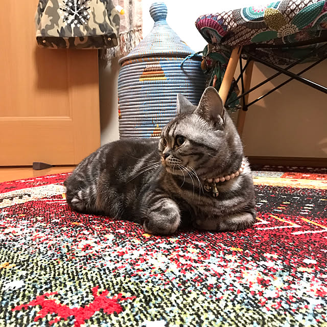 Yokoさんの実例写真