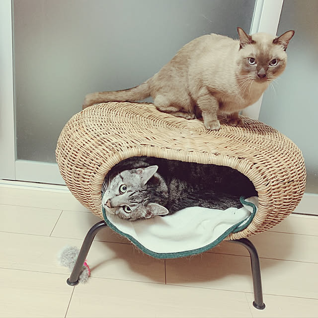 shienaさんの実例写真