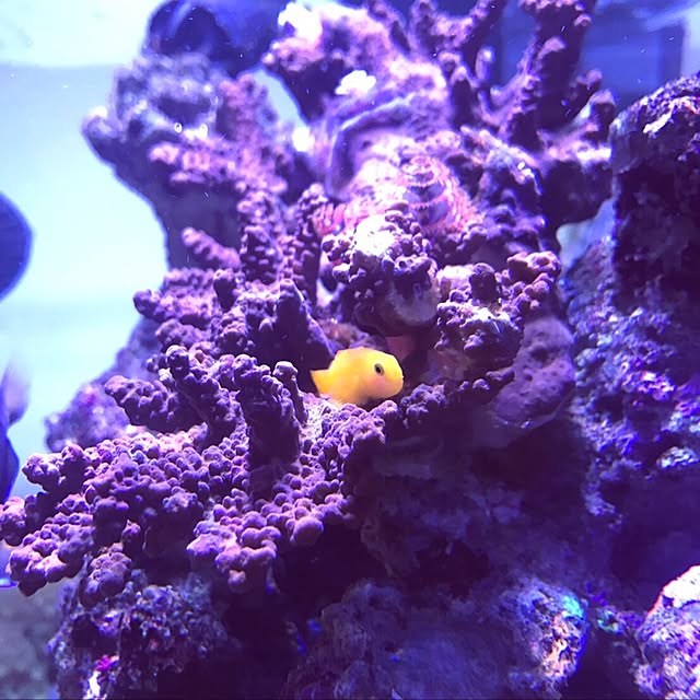 rumiさんの実例写真