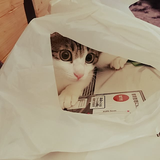 kiraさんの実例写真