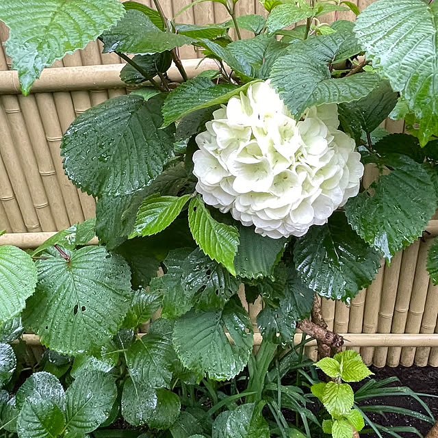 mamizaさんの部屋