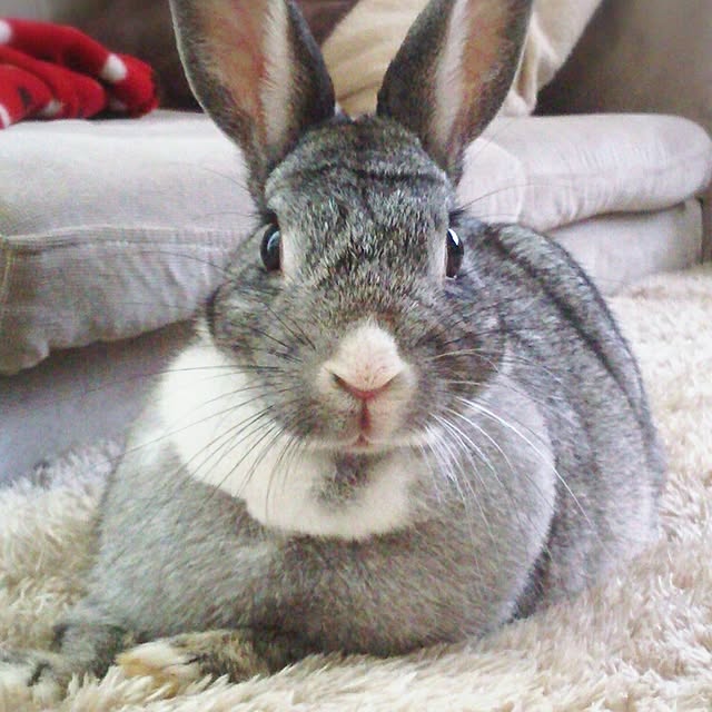 chocoruさんの実例写真