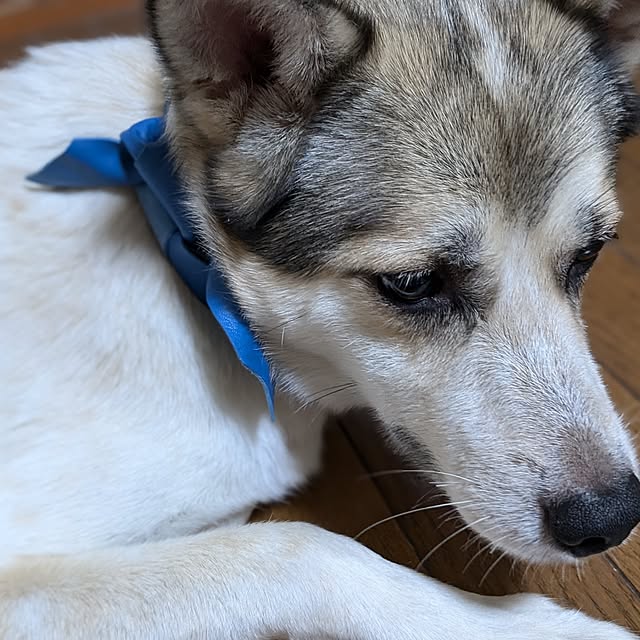 asaさんの実例写真