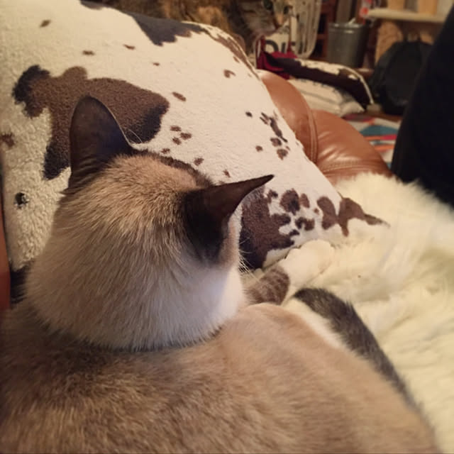 bowbowcoさんの実例写真