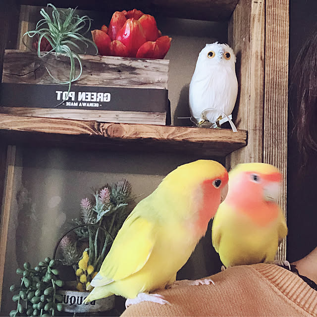 chobiさんの実例写真
