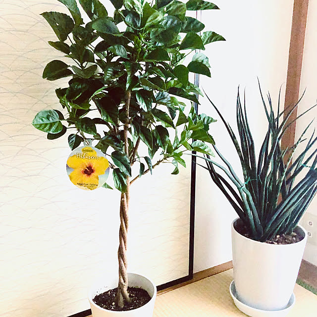hanachanさんの部屋
