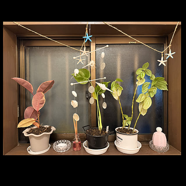 バス/トイレ/観葉植物/ダイソー/セリア/キャンドゥのインテリア実例 - 2025-01-24 22:25:38