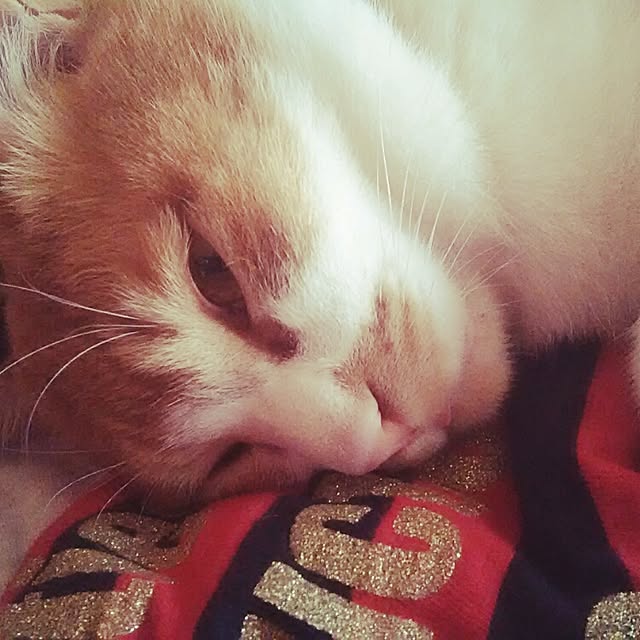 yamatoさんの実例写真