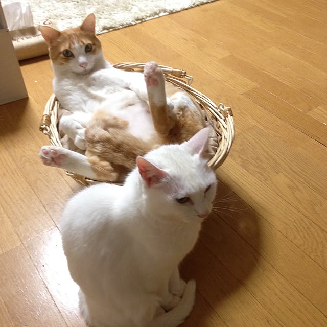 Kinanさんの実例写真