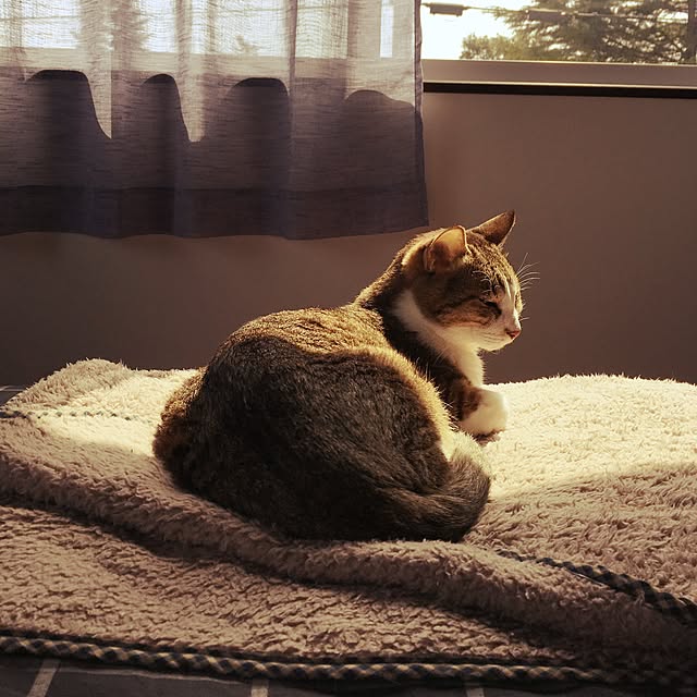 mimooさんの実例写真