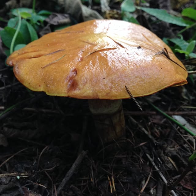 jnjnforesterさんの実例写真