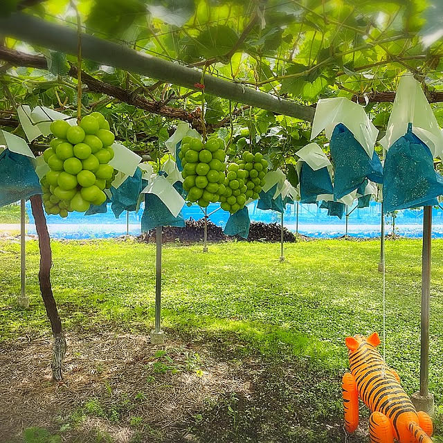 cherrycherryさんの実例写真