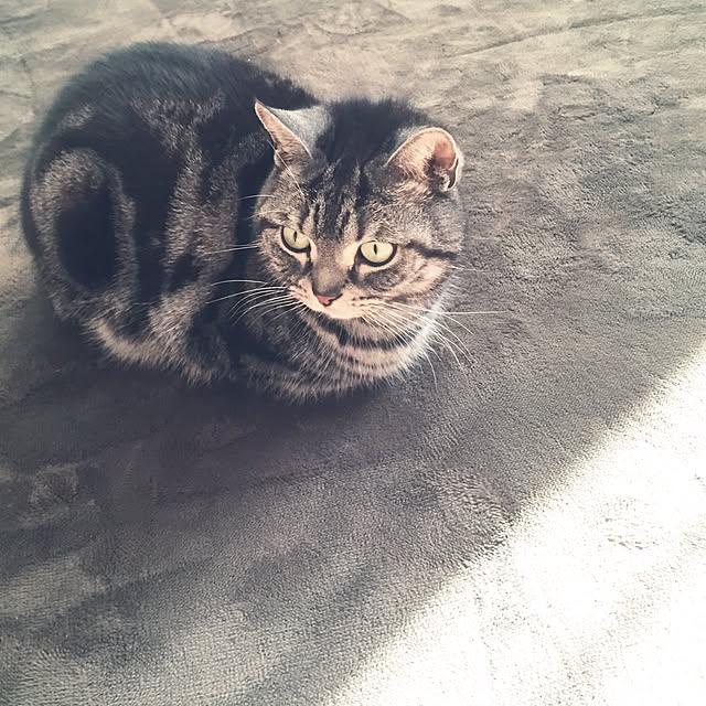 Akaneiroさんの実例写真