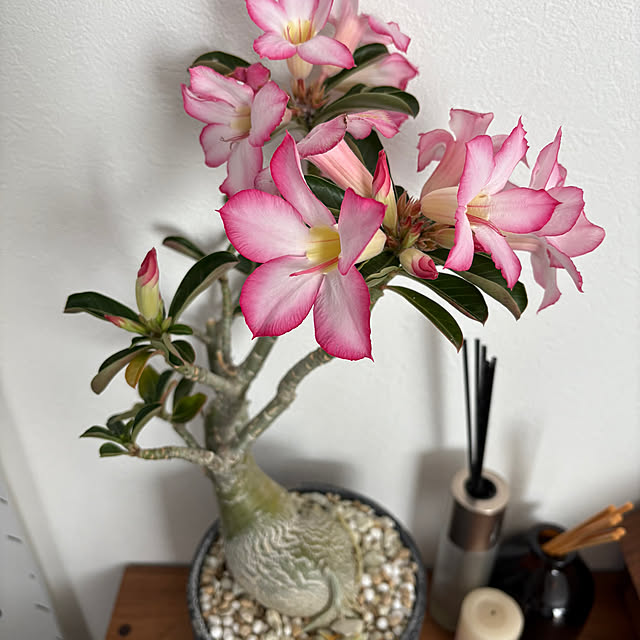 otanuさんの部屋