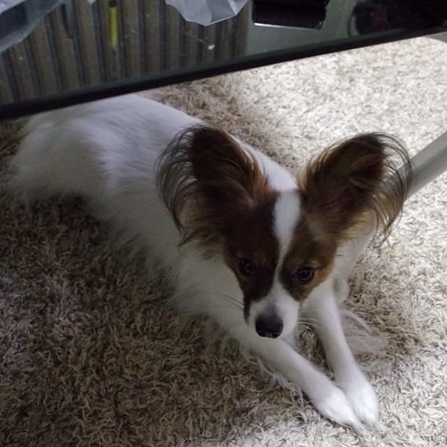 okapingmanさんの実例写真