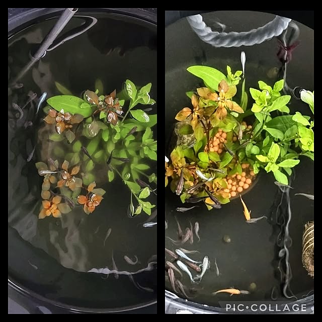mi-saさんの部屋