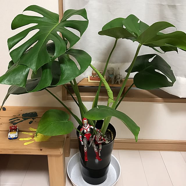 Yoshieさんの実例写真