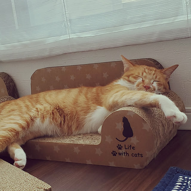 miiさんの実例写真