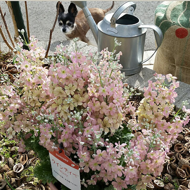 nia1213さんの実例写真