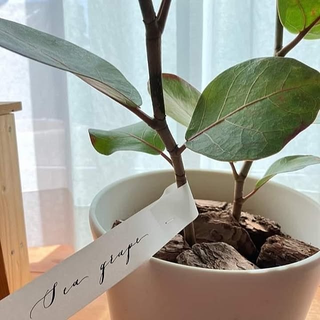 maiさんの実例写真