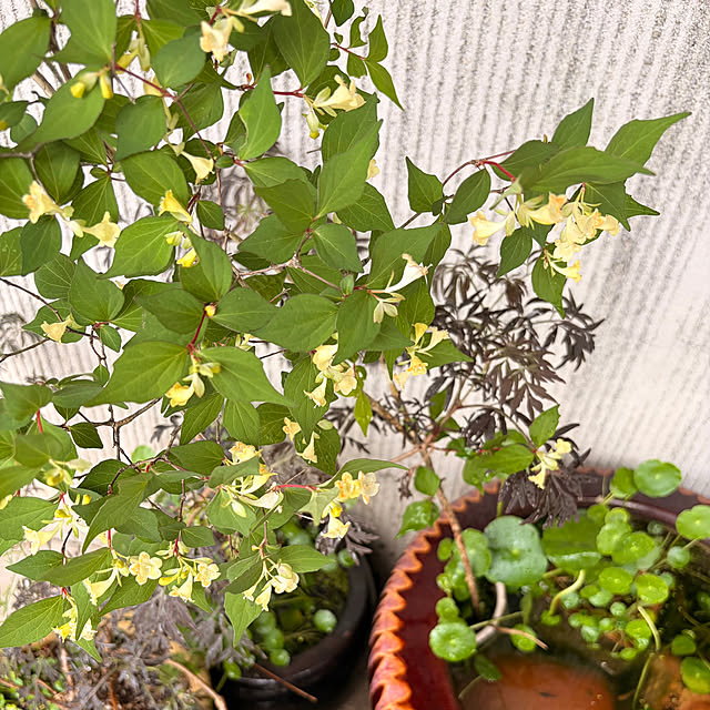 cotaさんの部屋