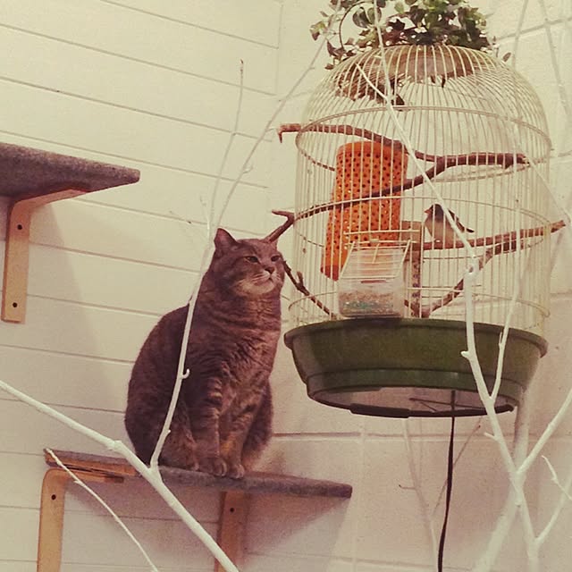 akaneさんの実例写真