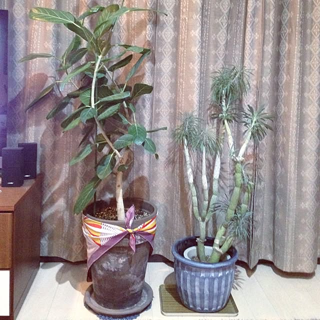 mimineさんの実例写真