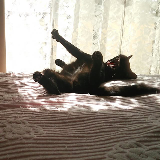 Tomopさんの実例写真