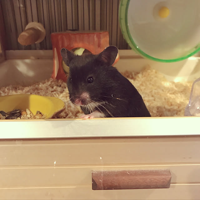 Meryさんの実例写真