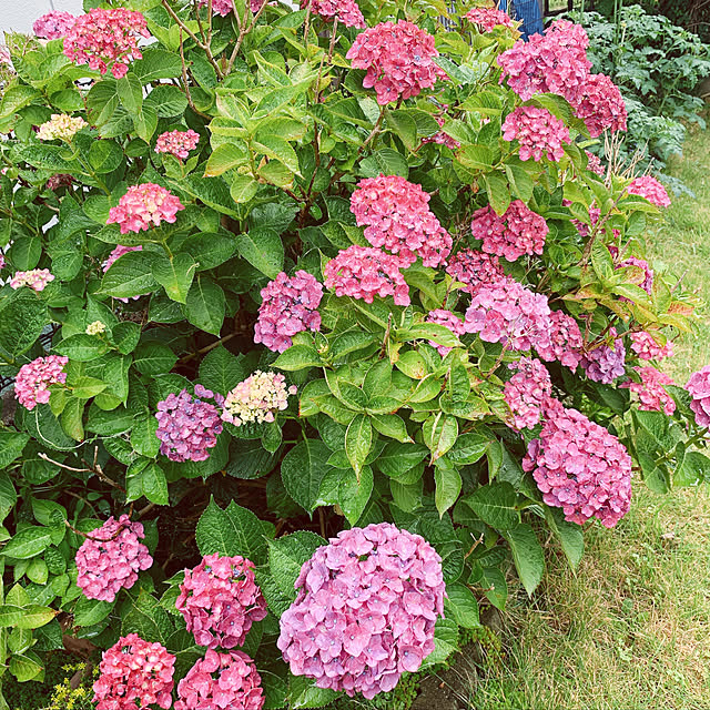 maymamさんの実例写真