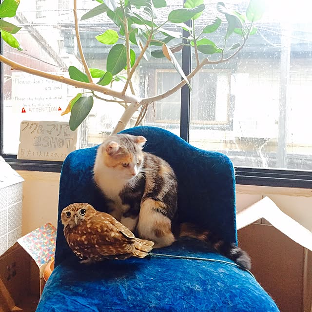 butachanさんの実例写真