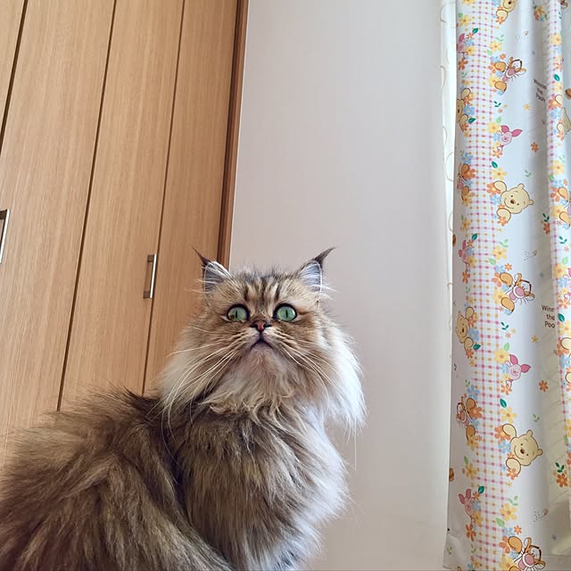 butachanさんの実例写真