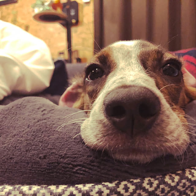 pecoさんの実例写真